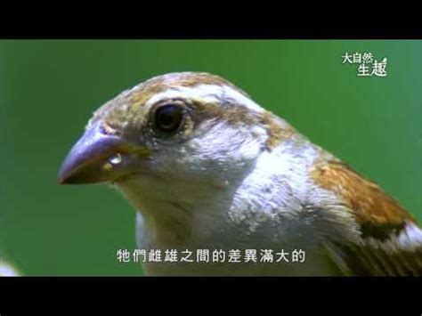 自來鳥麻雀|為何自來雀遠離？風水師教改運